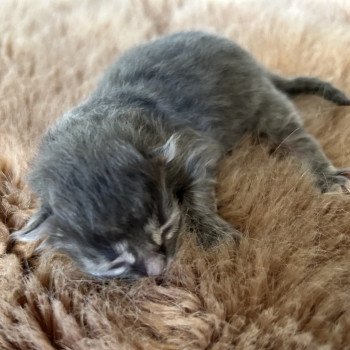 chaton Sibérien blue tabby Albarn Sweet Honey Sugar Chatterie du ZenÉmoi chaton Sibérien blue tabby Albarn Sweet Honey Sugar Chatterie du ZenÉmoi