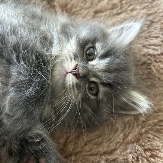 chaton Sibérien blue tabby Albarn Sweet Honey Sugar Chatterie du ZenÉmoi
