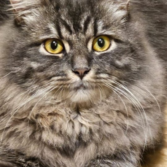 chaton Sibérien blue tabby Albarn Sweet Honey Sugar Chatterie du ZenÉmoi