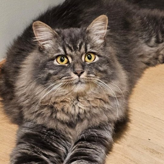 chaton Sibérien blue tabby Albarn Sweet Honey Sugar Chatterie du ZenÉmoi