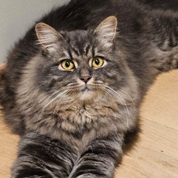 chaton Sibérien blue tabby Albarn Sweet Honey Sugar Chatterie du ZenÉmoi