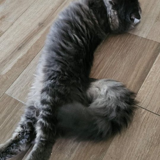 chaton Sibérien blue tabby Albarn Sweet Honey Sugar Chatterie du ZenÉmoi