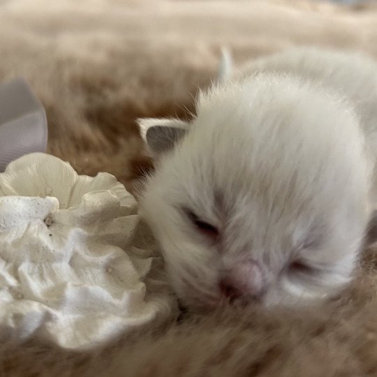 Amasis Miw ZenÉmoi Mâle Sibérien