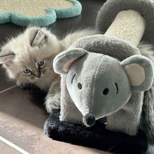chaton Sibérien seal tabby point Amasis Miw Chatterie du ZenÉmoi