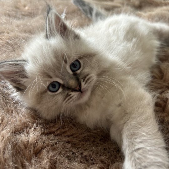 chaton Sibérien seal tabby point Amasis Miw Chatterie du ZenÉmoi