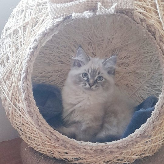 chaton Sibérien seal tabby point Amasis Miw Chatterie du ZenÉmoi