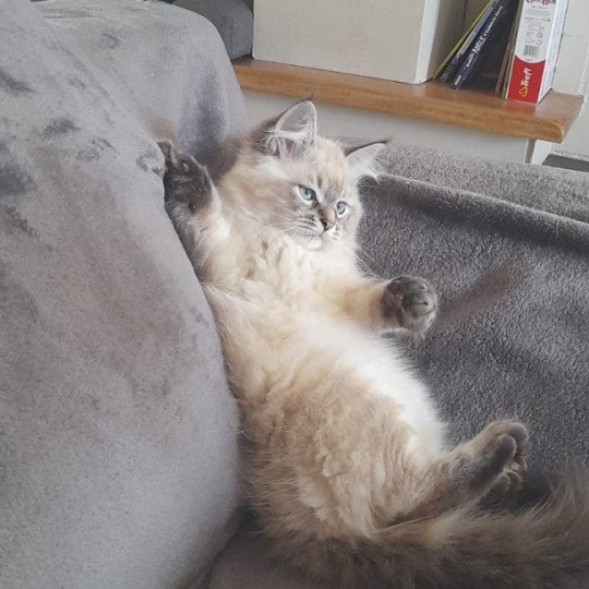 chaton Sibérien seal tabby point Amasis Miw Chatterie du ZenÉmoi