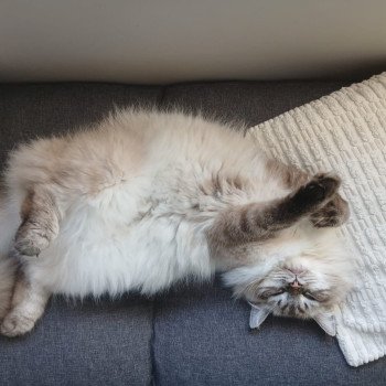 chaton Sibérien seal tabby point Amasis Miw Chatterie du ZenÉmoi