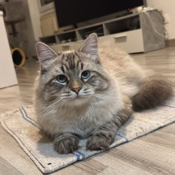 chaton Sibérien seal tabby point Amasis Miw Chatterie du ZenÉmoi