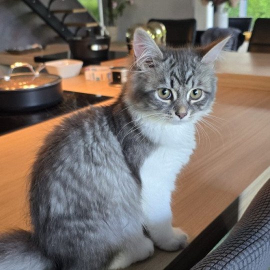 chaton Sibérien blue tabby bicolor Amy Sweet Honey Sugar Chatterie du ZenÉmoi