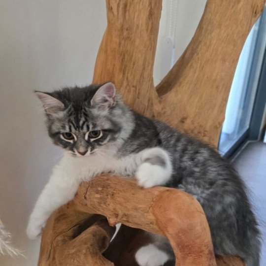 chaton Sibérien blue tabby bicolor Amy Sweet Honey Sugar Chatterie du ZenÉmoi