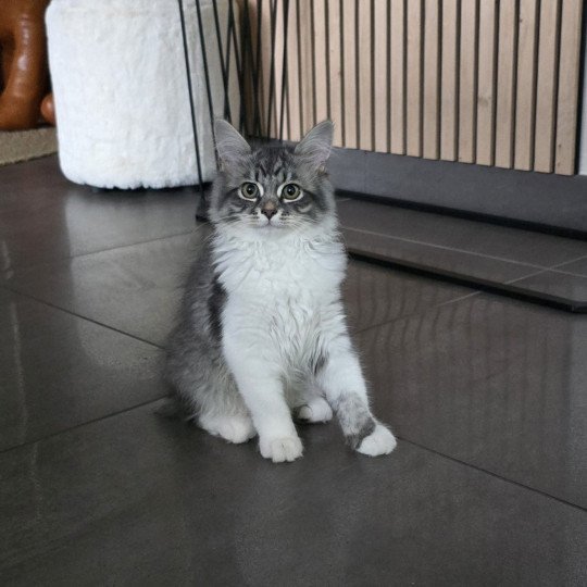 chaton Sibérien blue tabby bicolor Amy Sweet Honey Sugar Chatterie du ZenÉmoi