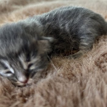 chaton Sibérien blue tabby Angus Sweet Honey Sugar Chatterie du ZenÉmoi chaton Sibérien blue tabby Angus Sweet Honey Sugar Chatterie du ZenÉmoi