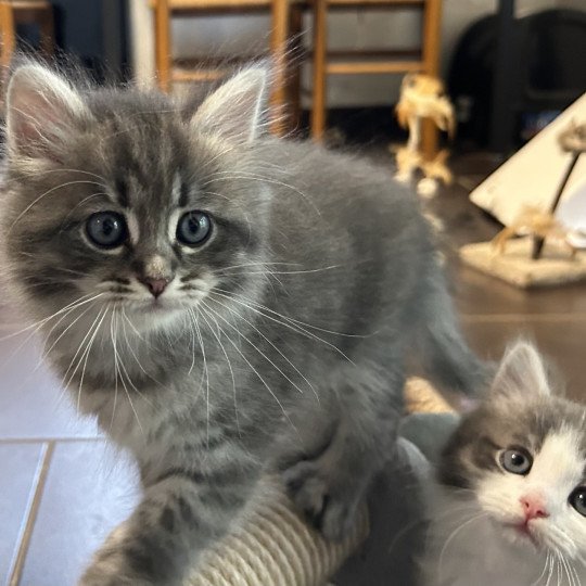 chaton Sibérien blue tabby Angus Sweet Honey Sugar Chatterie du ZenÉmoi