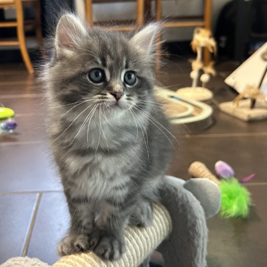 chaton Sibérien blue tabby Angus Sweet Honey Sugar Chatterie du ZenÉmoi