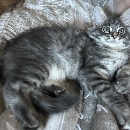 chaton Sibérien blue tabby Angus Sweet Honey Sugar Chatterie du ZenÉmoi