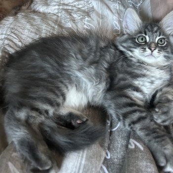chaton Sibérien blue tabby Angus Sweet Honey Sugar Chatterie du ZenÉmoi chaton Sibérien blue tabby Angus Sweet Honey Sugar Chatterie du ZenÉmoi