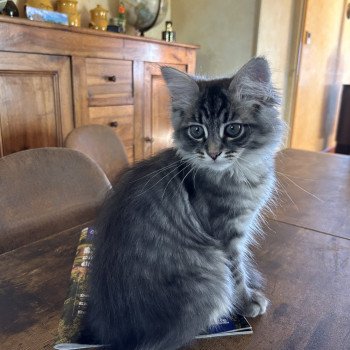 chaton Sibérien blue tabby Angus Sweet Honey Sugar Chatterie du ZenÉmoi chaton Sibérien blue tabby Angus Sweet Honey Sugar Chatterie du ZenÉmoi
