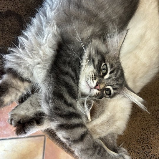 chaton Sibérien blue tabby Angus Sweet Honey Sugar Chatterie du ZenÉmoi