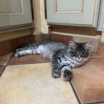 chaton Sibérien blue tabby Angus Sweet Honey Sugar Chatterie du ZenÉmoi chaton Sibérien blue tabby Angus Sweet Honey Sugar Chatterie du ZenÉmoi