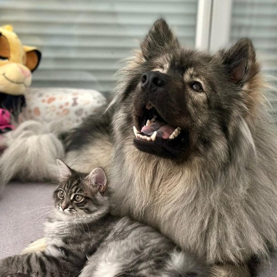chaton Sibérien blue tabby Angus Sweet Honey Sugar Chatterie du ZenÉmoi