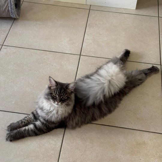 chaton Sibérien blue tabby Angus Sweet Honey Sugar Chatterie du ZenÉmoi