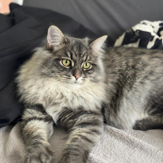 chaton Sibérien blue tabby Angus Sweet Honey Sugar Chatterie du ZenÉmoi