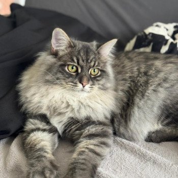 chaton Sibérien blue tabby Angus Sweet Honey Sugar Chatterie du ZenÉmoi