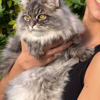 chaton Sibérien blue tabby Angus Sweet Honey Sugar Chatterie du ZenÉmoi