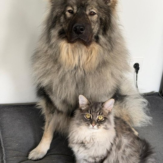 chaton Sibérien blue tabby Angus Sweet Honey Sugar Chatterie du ZenÉmoi