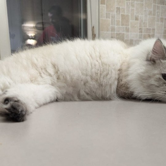 chaton Sibérien seal tortie seal tabby point Ankhti Miwt Chatterie du ZenÉmoi