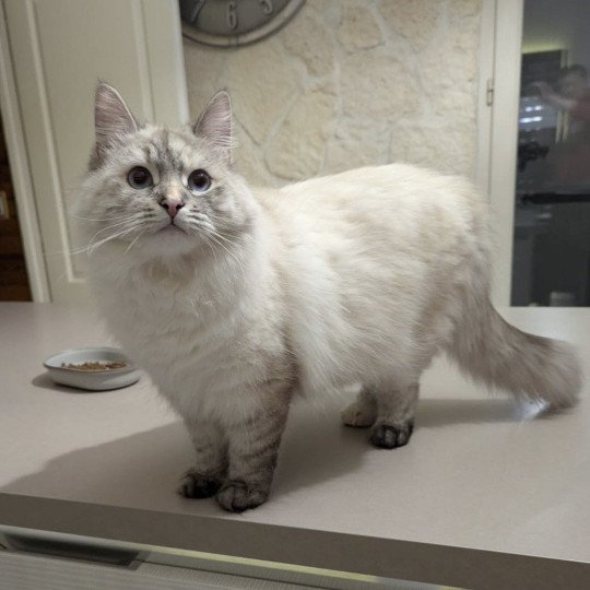 chaton Sibérien seal tortie seal tabby point Ankhti Miwt Chatterie du ZenÉmoi