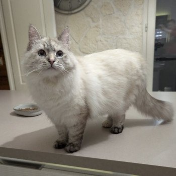 chaton Sibérien seal tortie seal tabby point Ankhti Miwt Chatterie du ZenÉmoi