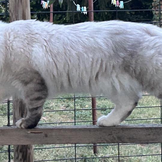 chat Sibérien seal silver tabby point & blanc ASH Chatterie du ZenÉmoi