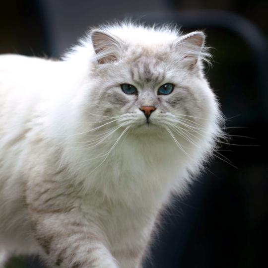 ASH VON SATINKA Mâle Sibérien