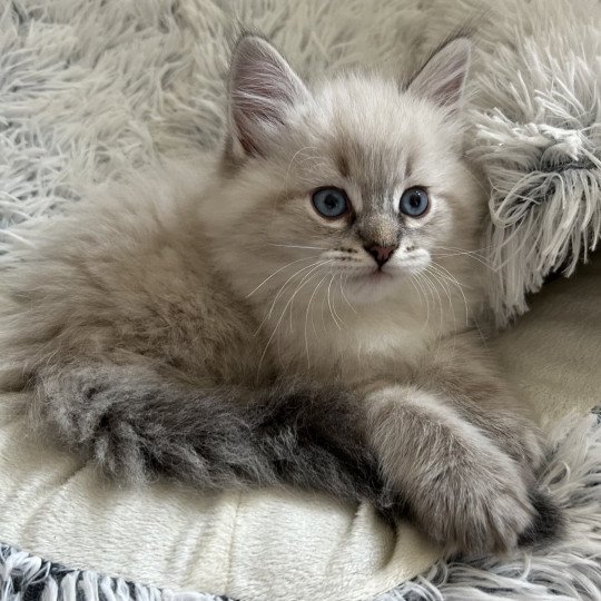 chaton Sibérien seal tabby point Aton Miw Chatterie du ZenÉmoi