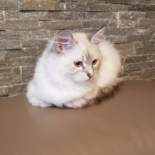 chaton Sibérien seal tabby point Aton Miw Chatterie du ZenÉmoi