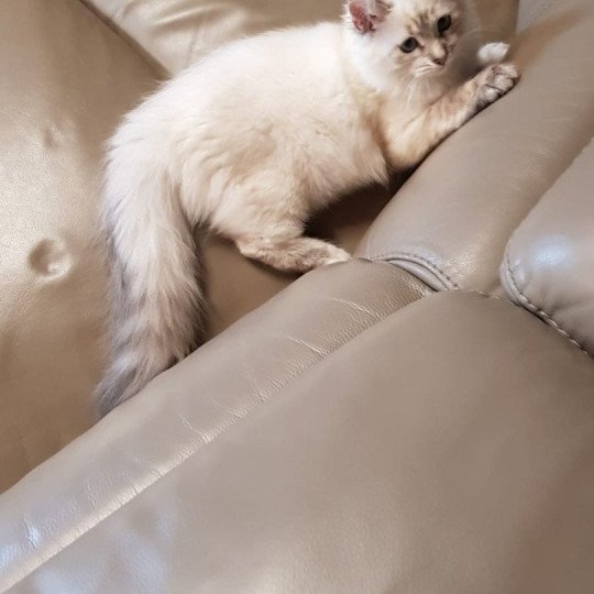 chaton Sibérien seal tabby point Aton Miw Chatterie du ZenÉmoi