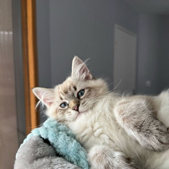 chaton Sibérien seal tabby point Aton Miw Chatterie du ZenÉmoi
