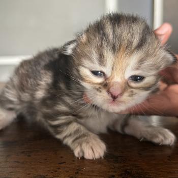 chaton Sibérien brown tortie blotched tabby Bathilda Botruc Chatterie du ZenÉmoi