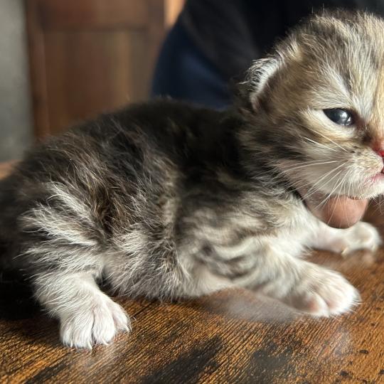 chaton Sibérien brown tortie blotched tabby Bathilda Botruc Chatterie du ZenÉmoi