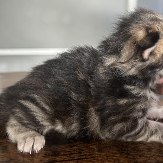 chaton Sibérien brown tortie blotched tabby Bathilda Botruc Chatterie du ZenÉmoi