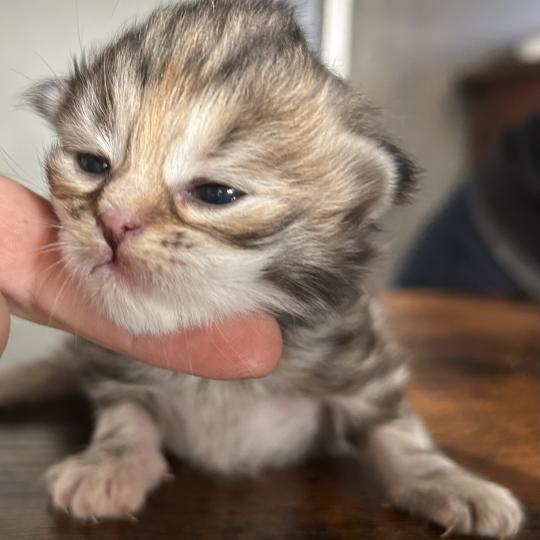chaton Sibérien brown tortie blotched tabby Bathilda Botruc Chatterie du ZenÉmoi
