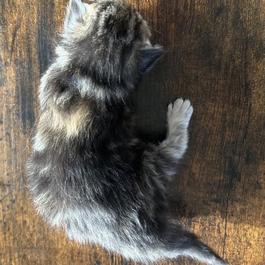 chaton Sibérien brown tortie blotched tabby Bathilda Botruc Chatterie du ZenÉmoi