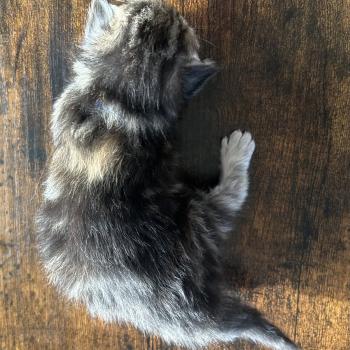 chaton Sibérien brown tortie blotched tabby Bathilda Botruc Chatterie du ZenÉmoi