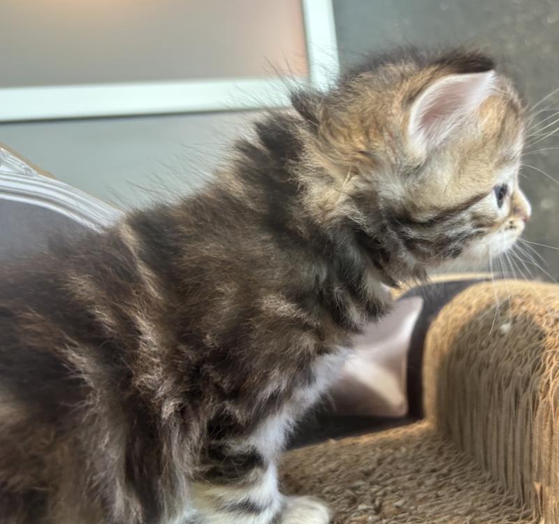 Bathilda Botruc ZenÉmoi Femelle Sibérien