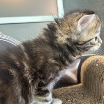 chaton Sibérien brown tortie blotched tabby Bathilda Botruc Chatterie du ZenÉmoi