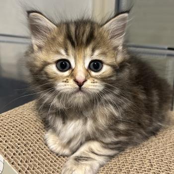 chaton Sibérien brown tortie blotched tabby Bathilda Botruc Chatterie du ZenÉmoi
