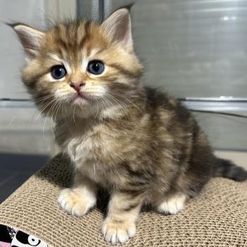 chaton Sibérien brown tortie blotched tabby Bathilda Botruc Chatterie du ZenÉmoi