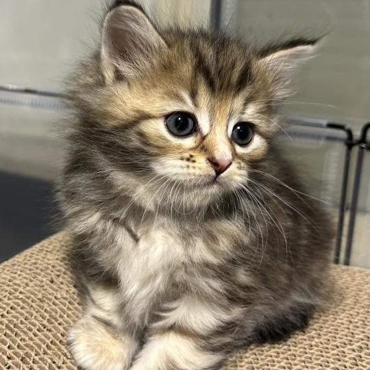 chaton Sibérien brown tortie blotched tabby Bathilda Botruc Chatterie du ZenÉmoi